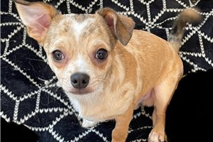 York - Chihuahua for sale