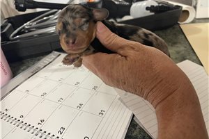 Blip | Puppies For Sale at Pawrade