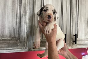 Salazar - Great Dane for sale