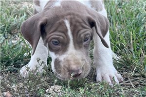 Rowan - puppy for sale