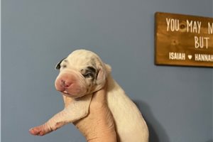Salazar - Great Dane for sale