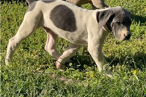Shiloh - Great Dane for sale