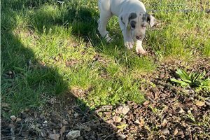 Snowball - Great Dane for sale