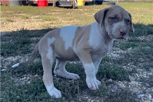 Rosie - puppy for sale