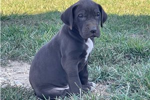 Rhett - puppy for sale