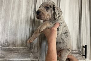 Stetson - Great Dane for sale