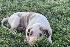 Ryder - puppy for sale