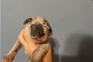 Samson - puppy for sale
