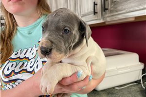 Shiloh - Great Dane for sale