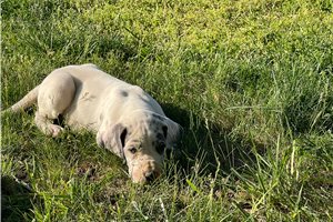 Salazar - Great Dane for sale