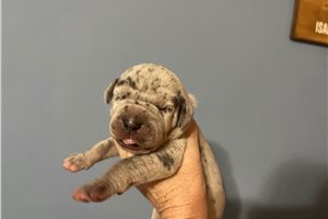 Stetson - puppy for sale
