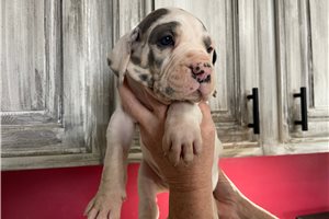 Snowball - Great Dane for sale