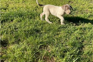 Sienna - Great Dane for sale