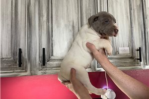 Sienna - Great Dane for sale