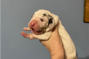 Snowball - puppy for sale