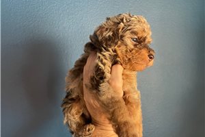Rosebud - Poodle, Toy for sale