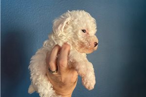 Ronan - Poodle, Toy for sale