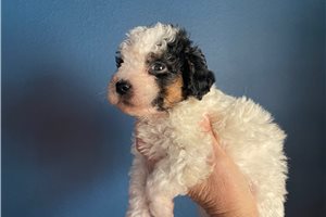 Rosa - Poodle, Toy for sale