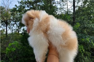 Henry - Pomeranian for sale
