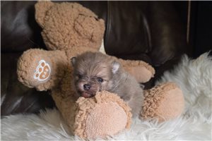 Lazlo - puppy for sale