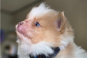 Henry - Pomeranian for sale