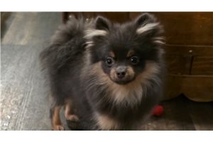 Baylor - Pomeranian for sale