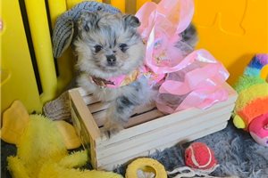 Hannah - Pomeranian for sale