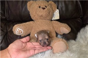 Lester - Pomeranian for sale