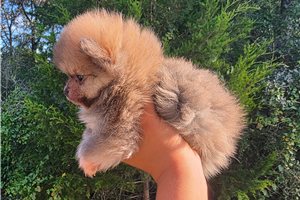 Lazlo - Pomeranian for sale
