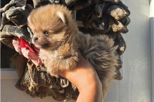 Lester - Pomeranian for sale