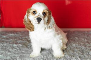 Coda - Cocker Spaniel for sale