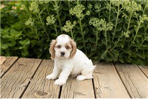 Jago - Cocker Spaniel for sale