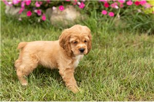 Tucker - Cocker Spaniel for sale