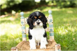Kurt - Cocker Spaniel for sale