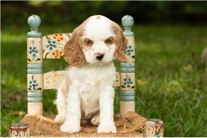 Korrine - Cocker Spaniel for sale