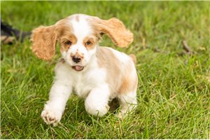 Keaton - Cocker Spaniel for sale