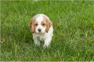 Kingsley - Cocker Spaniel for sale