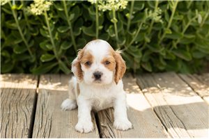 Jackson - puppy for sale