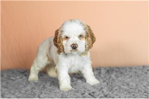 George - Cocker Spaniel for sale
