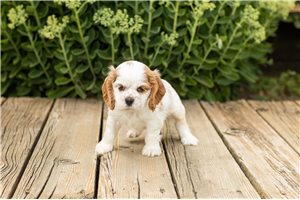 Jake - Cocker Spaniel for sale