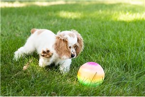 Jago - Cocker Spaniel for sale