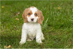 Kristopher - Cocker Spaniel for sale