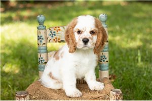 Jake - Cocker Spaniel for sale
