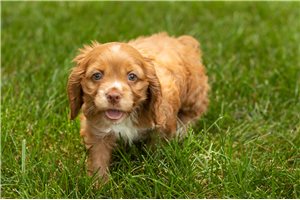 Ollie - Cocker Spaniel for sale