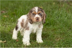 Kaleb - Cocker Spaniel for sale