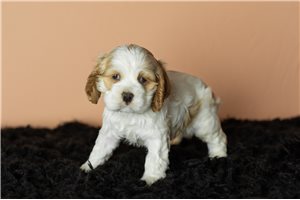 Clyde - Cocker Spaniel for sale
