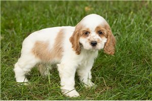 Kourtney - Cocker Spaniel for sale