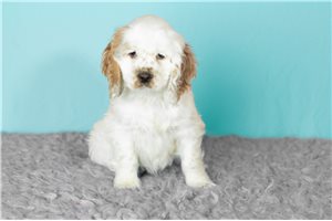 Grayson - Cocker Spaniel for sale