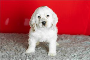 Clive - Cocker Spaniel for sale