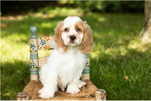 Jago - Cocker Spaniel for sale